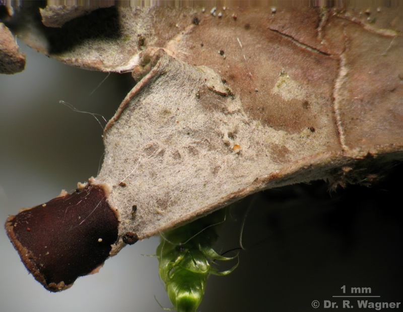 Peltigera didactyla #10740