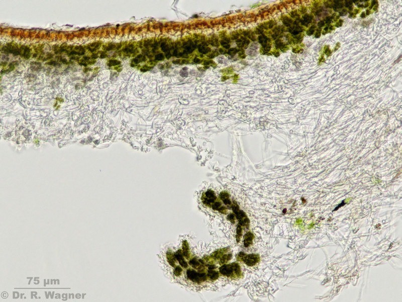 Peltigera didactyla #10742