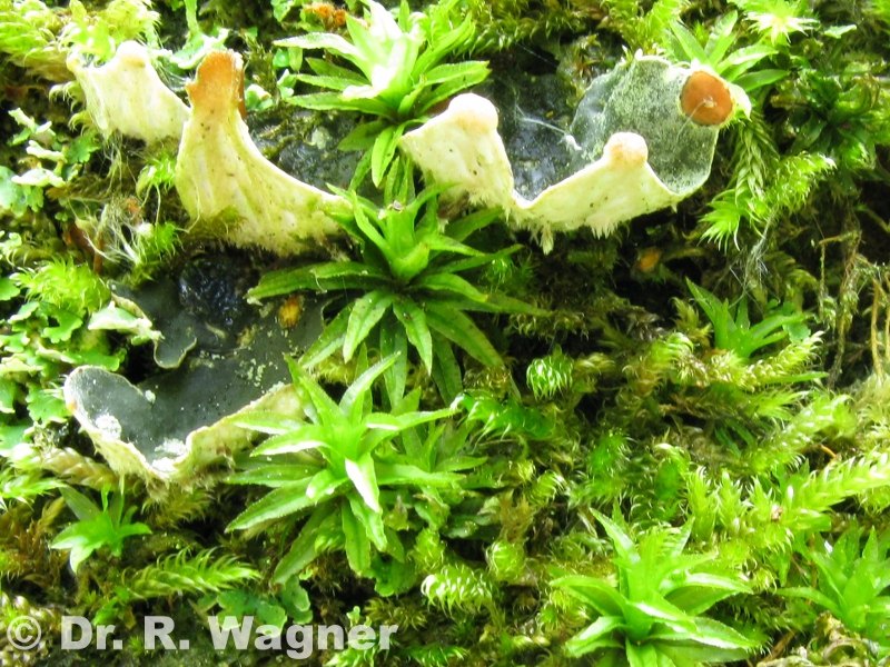 Peltigera didactyla #10739