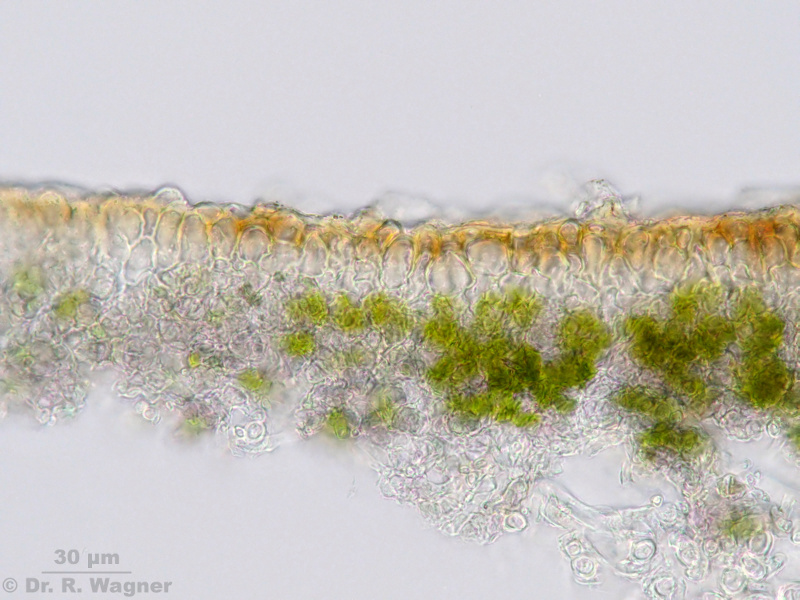 Peltigera didactyla #10743