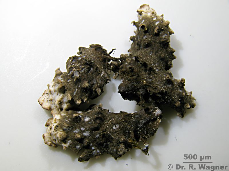 Peltigera elisabethae #24499