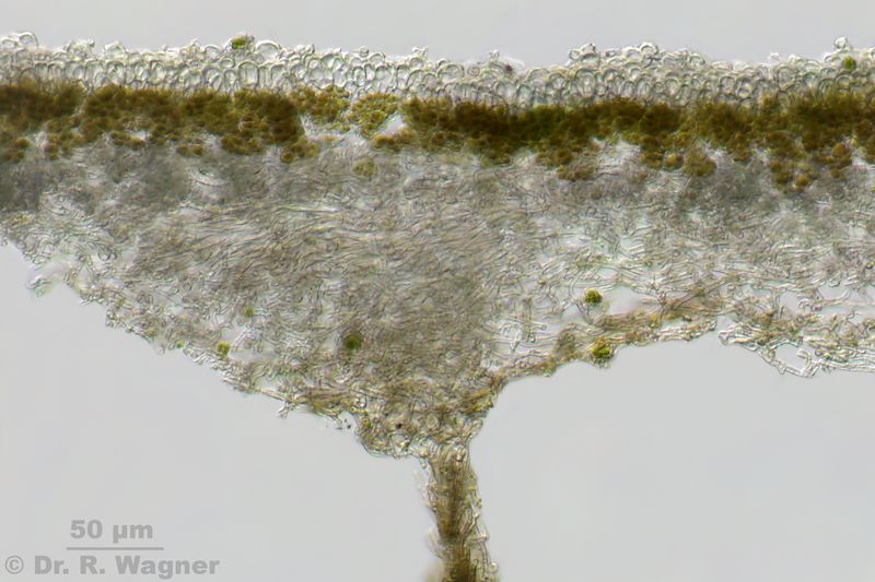 Peltigera extenuata #34734