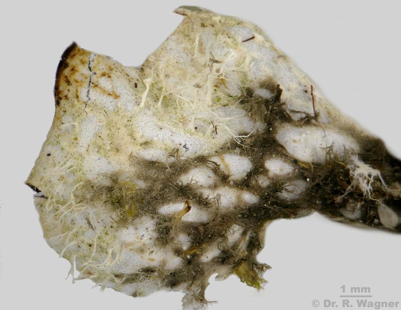 Peltigera extenuata #34733