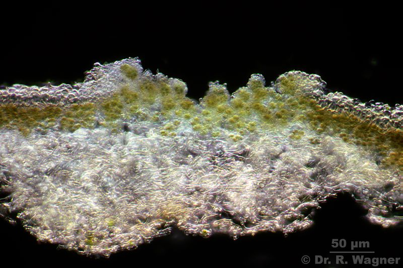 Peltigera extenuata #34735