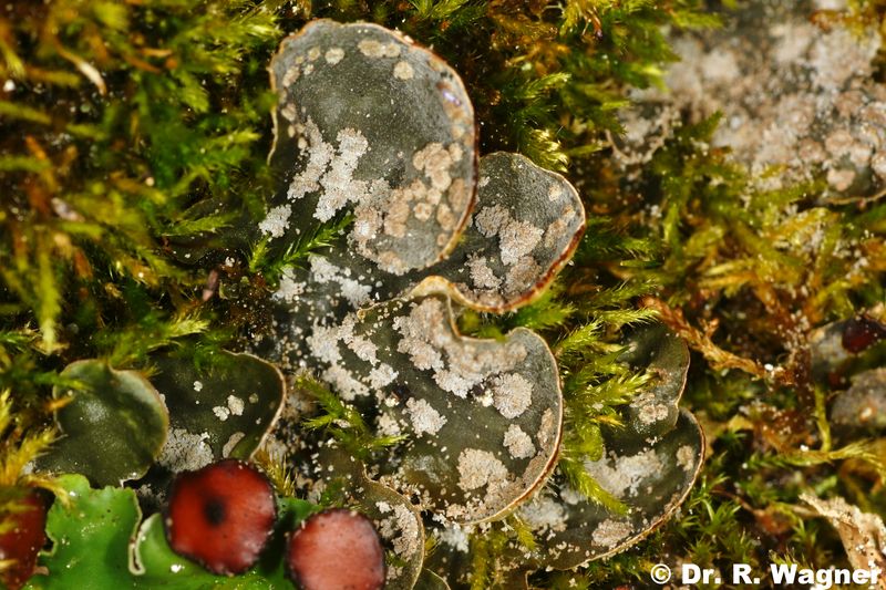 Peltigera extenuata #34732