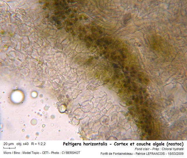 Peltigera horizontalis (Huds.) Baumg #9360