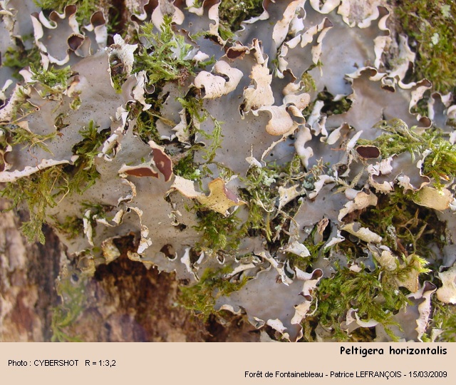 Peltigera horizontalis (Huds.) Baumg #9358