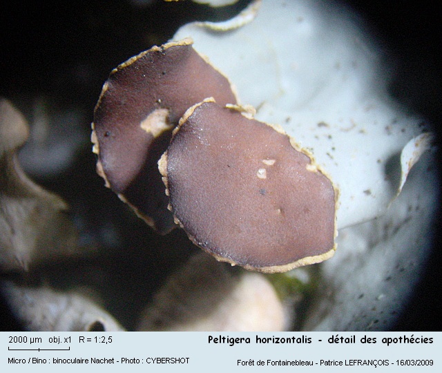 Peltigera horizontalis (Huds.) Baumg #9359