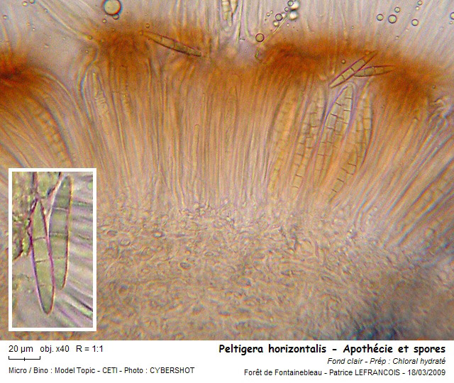 Peltigera horizontalis (Huds.) Baumg #9361