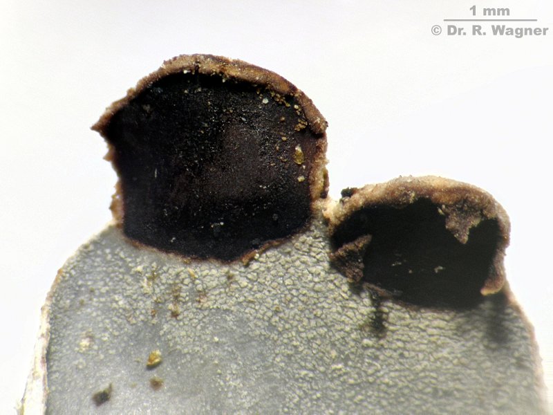 Peltigera hymenina (Ach.) Delise ex Duby (1830) #12526