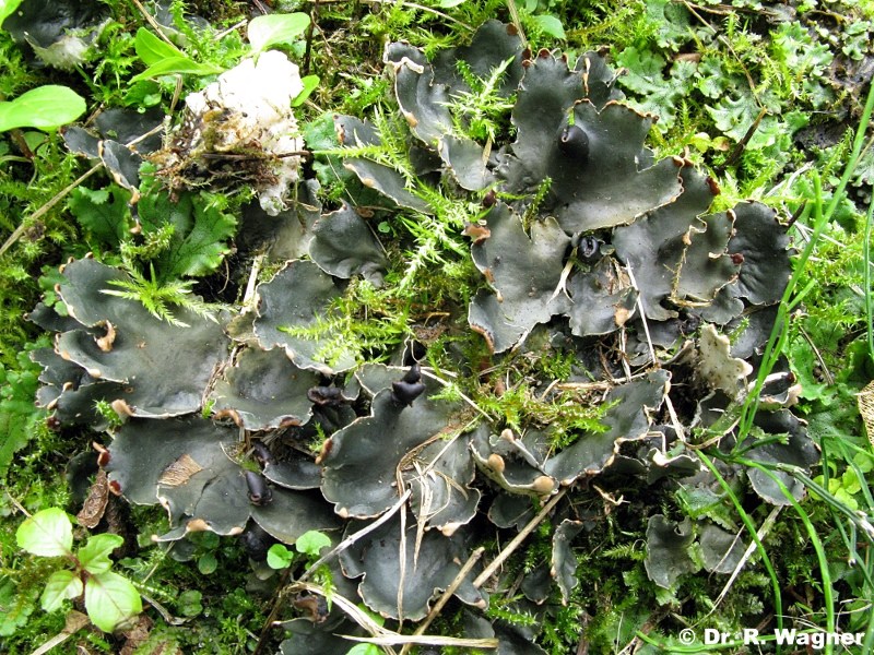 Peltigera hymenina (Ach.) Delise ex Duby (1830) #12522