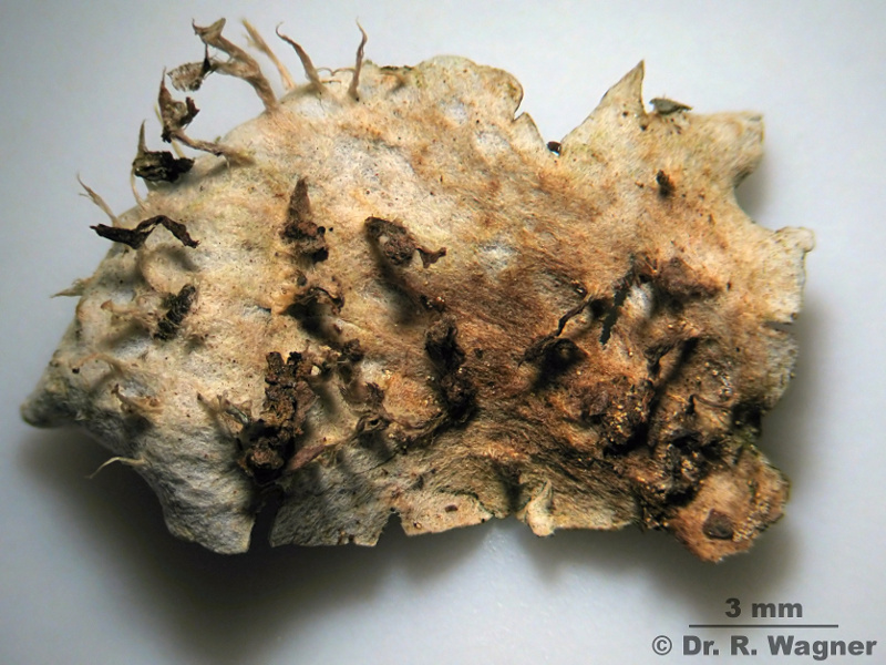 Peltigera hymenina (Ach.) Delise ex Duby (1830) #12524