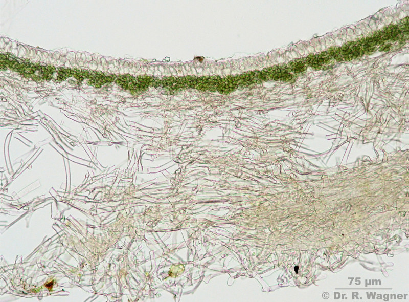 Peltigera hymenina (Ach.) Delise ex Duby (1830) #12525