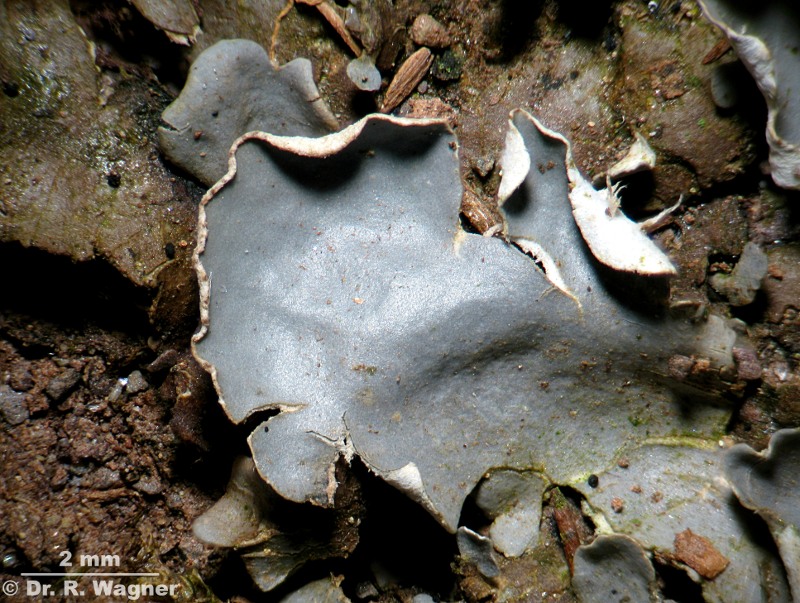 Peltigera hymenina (Ach.) Delise ex Duby (1830) #12523