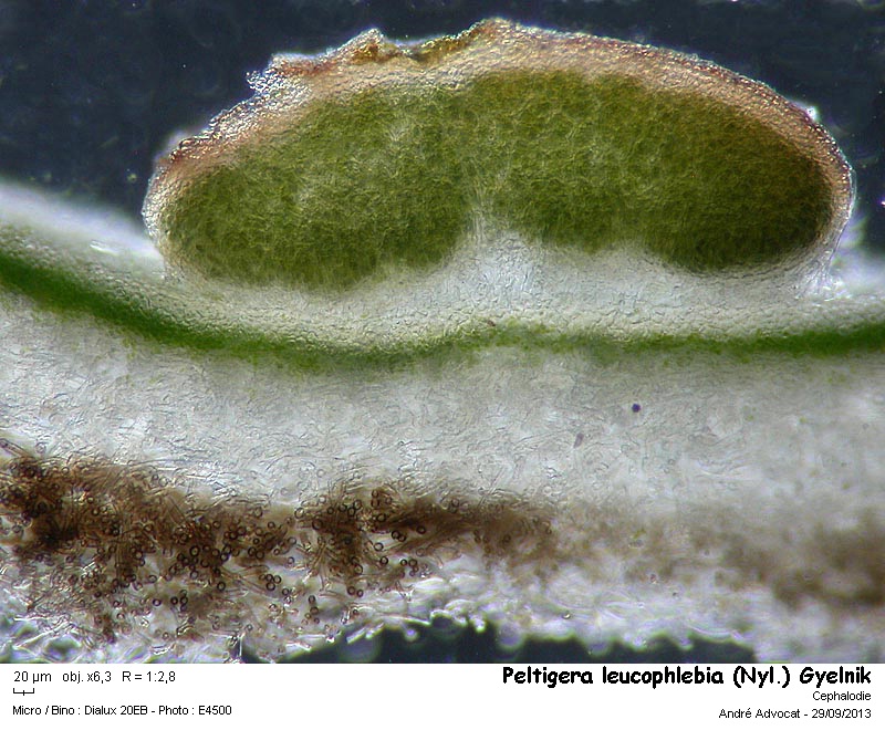 Peltigera leucophlebia (Nyl.) Gyelnik #34155