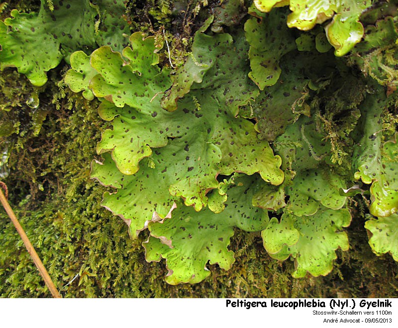 Peltigera leucophlebia (Nyl.) Gyelnik #34152