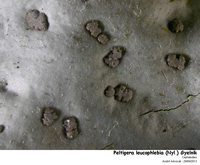 Peltigera leucophlebia (Nyl.) Gyelnik #34153