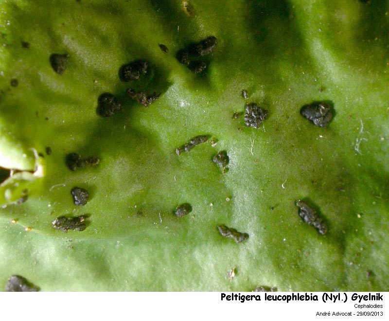 Peltigera leucophlebia (Nyl.) Gyelnik #34154