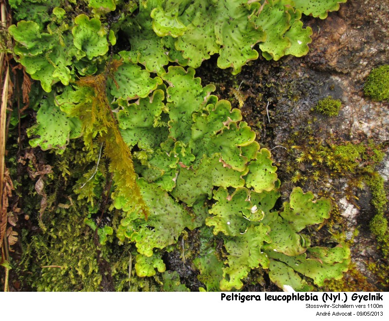 Peltigera leucophlebia (Nyl.) Gyelnik #34151
