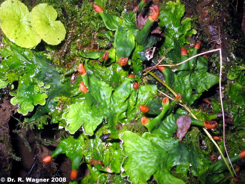 Peltigera leucophlebia #6760