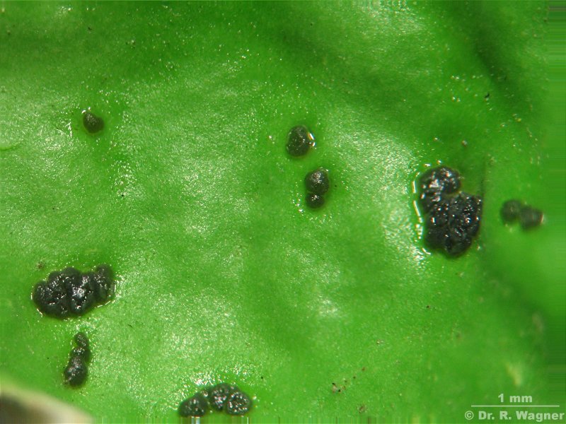 Peltigera leucophlebia #1476