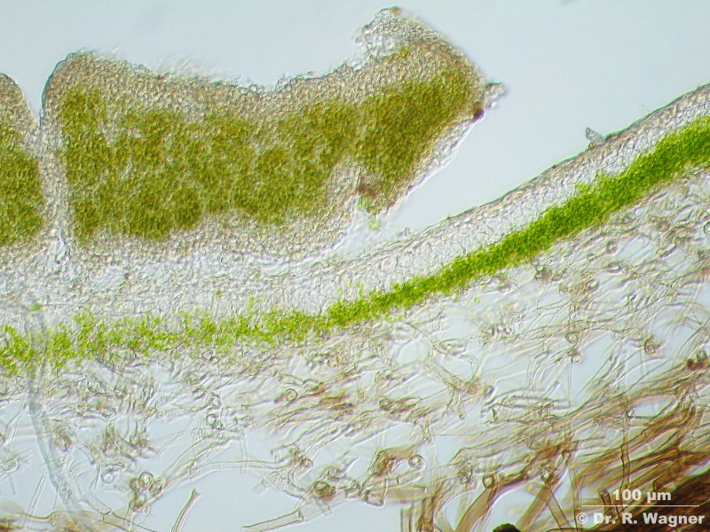 Peltigera leucophlebia #1478