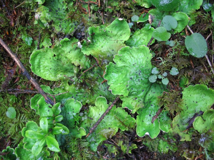 Peltigera leucophlebia #1475