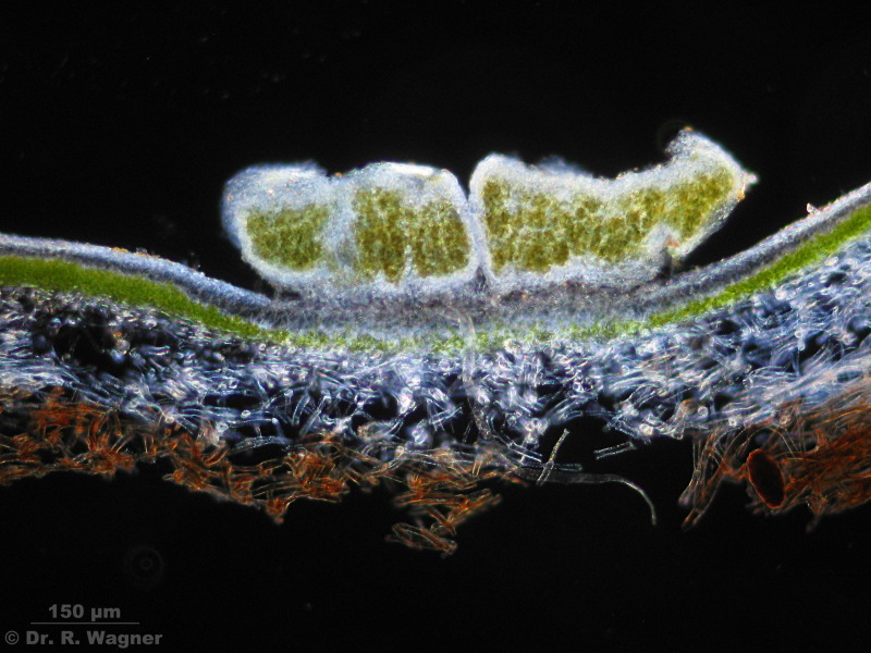 Peltigera leucophlebia #1477