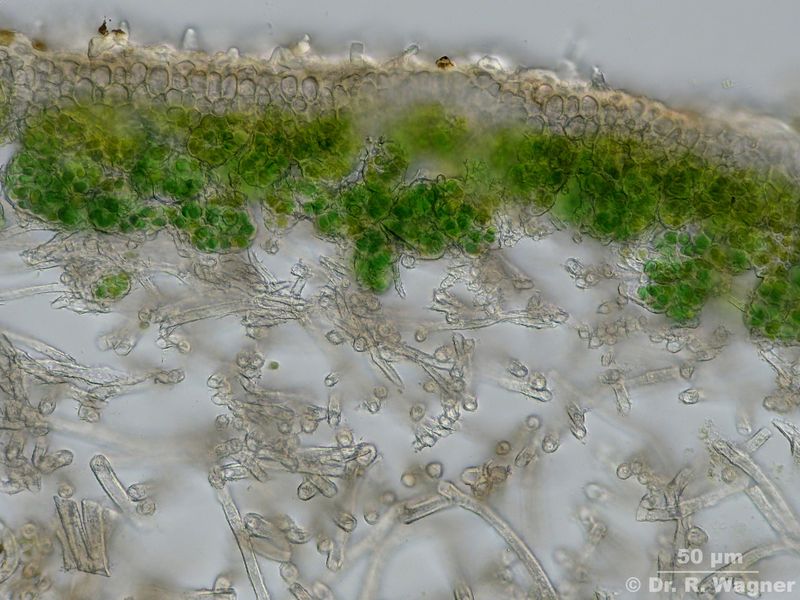 Peltigera malacea #20638