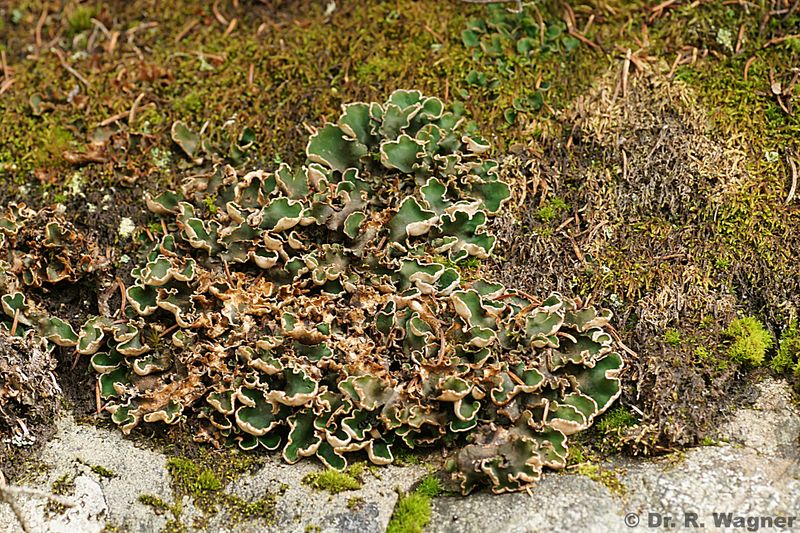 Peltigera malacea #20635