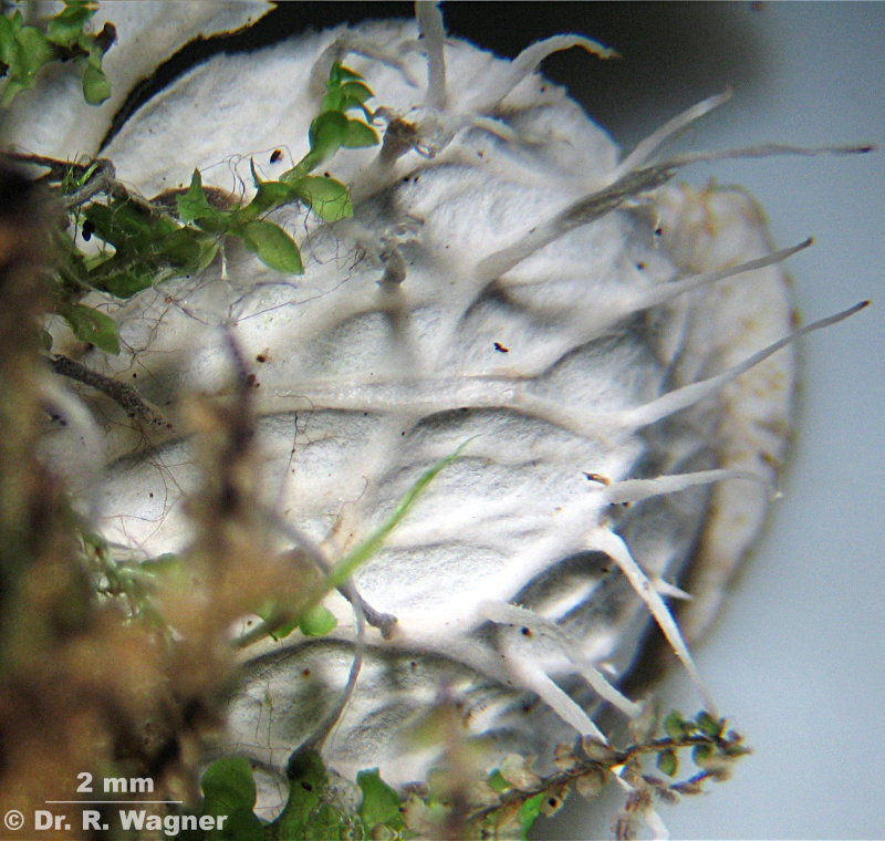 Peltigera membranacea #1518