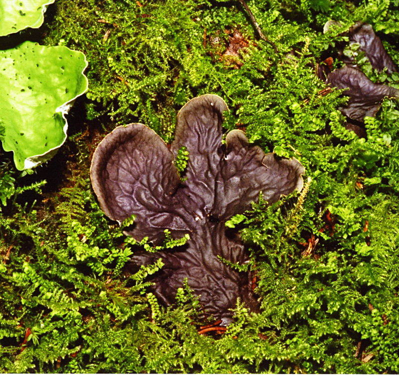 Peltigera membranacea #1515