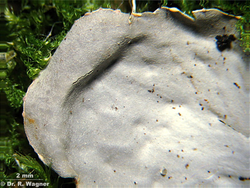 Peltigera membranacea #1516