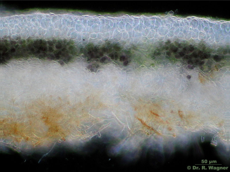 Peltigera membranacea #1519
