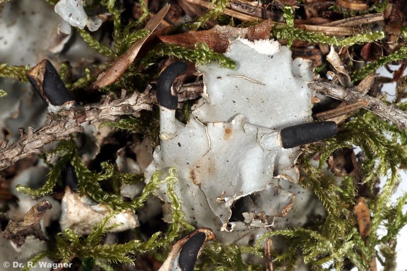 Peltigera neckeri #22917