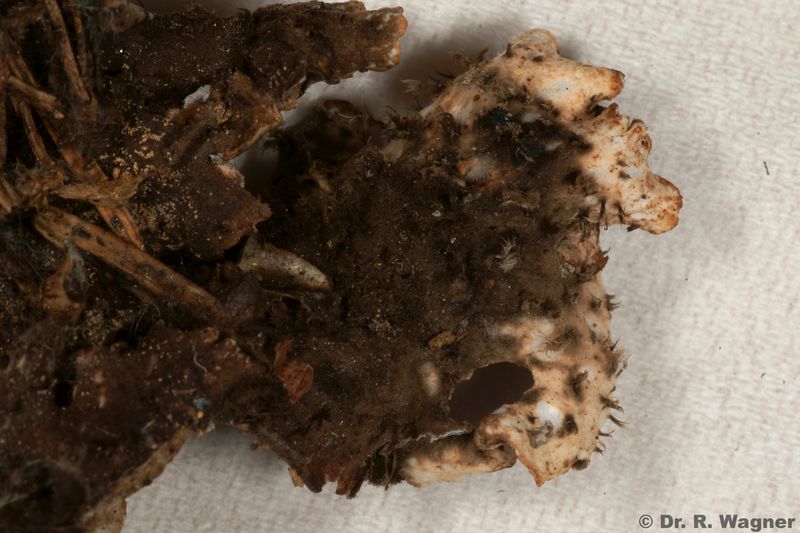 Peltigera neckeri #22930