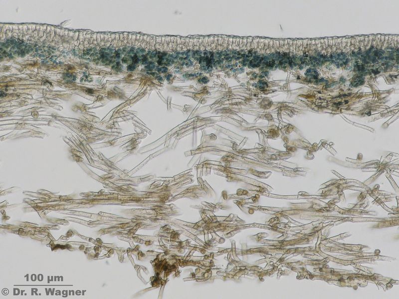 Peltigera neckeri #22918