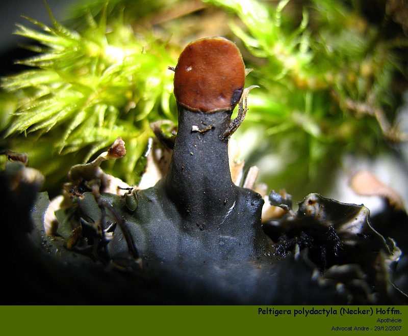 Peltigera polydactyla (Neck.) Hoffm. #1596