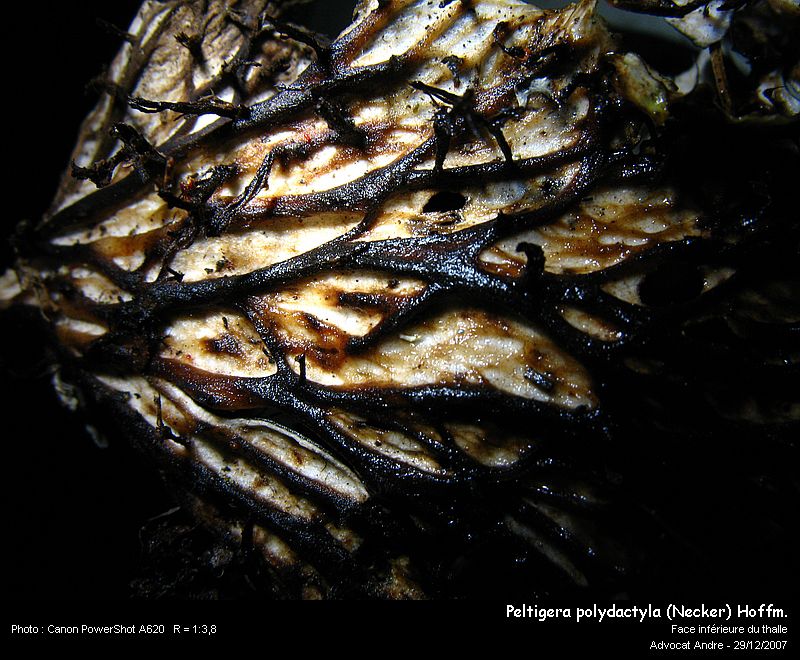 Peltigera polydactyla (Neck.) Hoffm. #1598