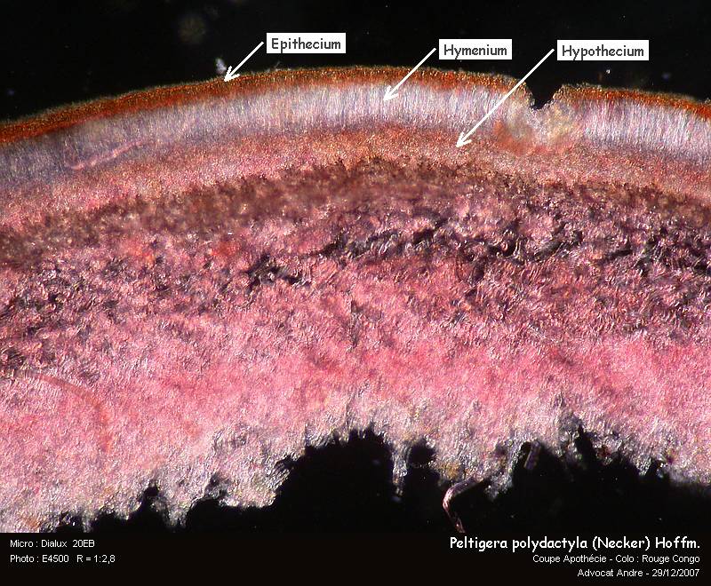 Peltigera polydactyla (Neck.) Hoffm. #1602