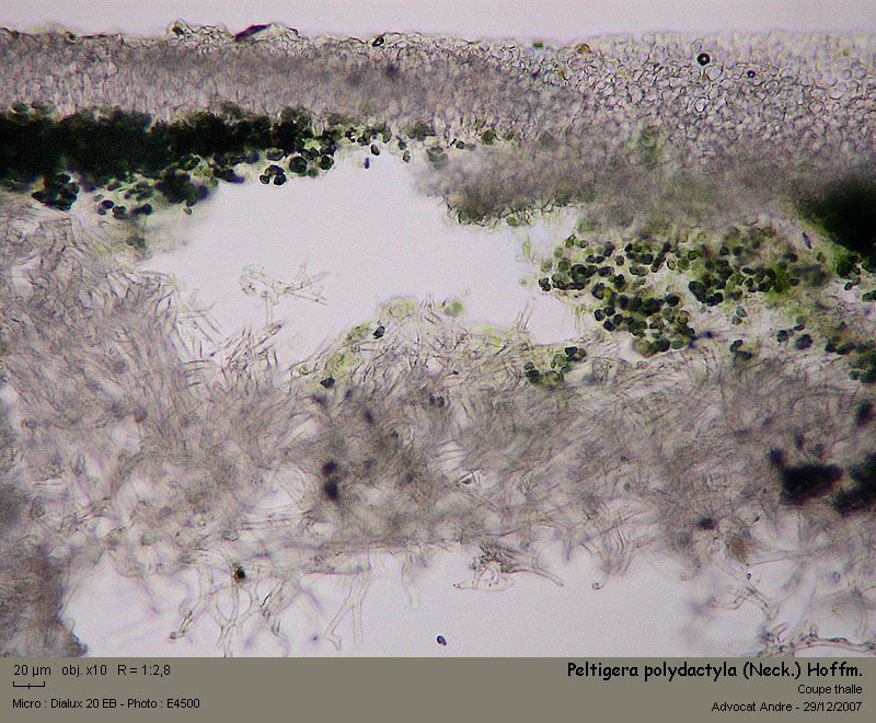 Peltigera polydactyla (Neck.) Hoffm. #1599
