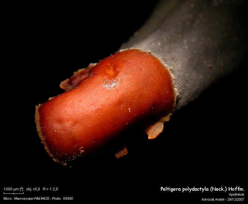 Peltigera polydactyla (Neck.) Hoffm. #1600