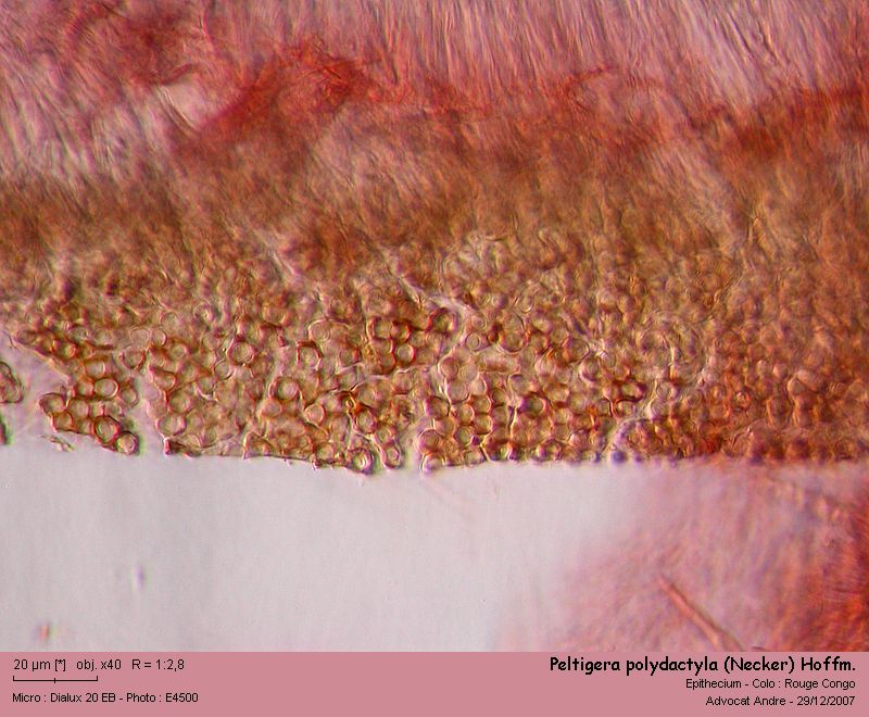 Peltigera polydactyla (Neck.) Hoffm. #1603
