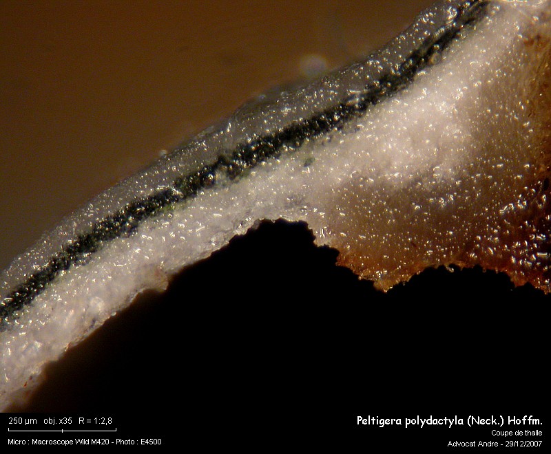 Peltigera polydactyla (Neck.) Hoffm. #1593