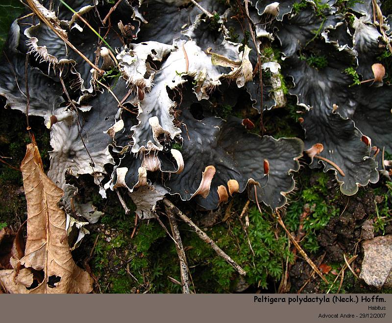 Peltigera polydactyla (Neck.) Hoffm. #1597