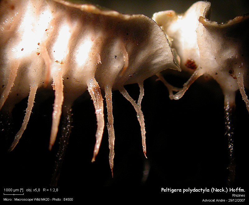Peltigera polydactyla (Neck.) Hoffm. #1592