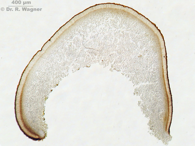 Peltigera polydactylon (Neck.) Hoffm. #11101