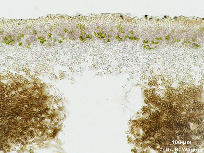 Peltigera polydactylon (Neck.) Hoffm. #11100