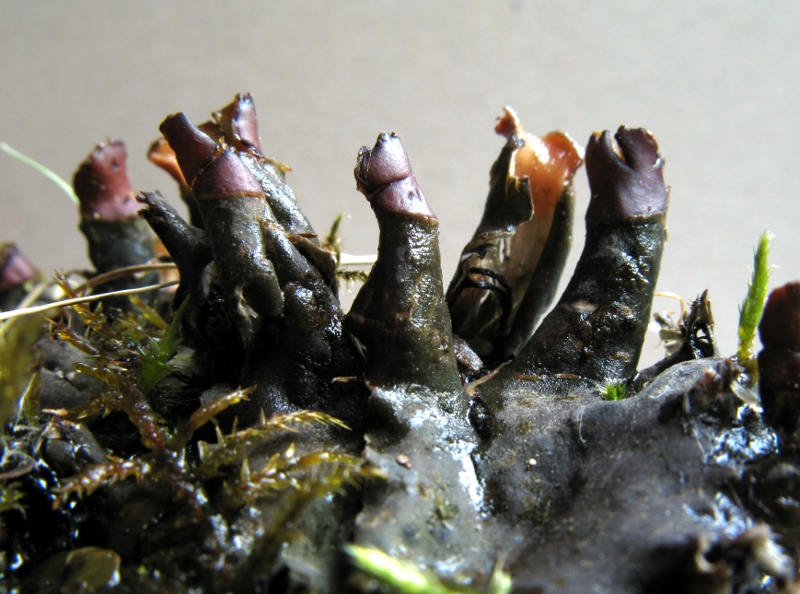 Peltigera polydactylon (Neck.) Hoffm. #11099