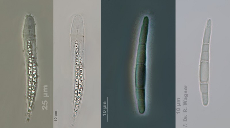 Peltigera polydactylon (Neck.) Hoffm. #11102